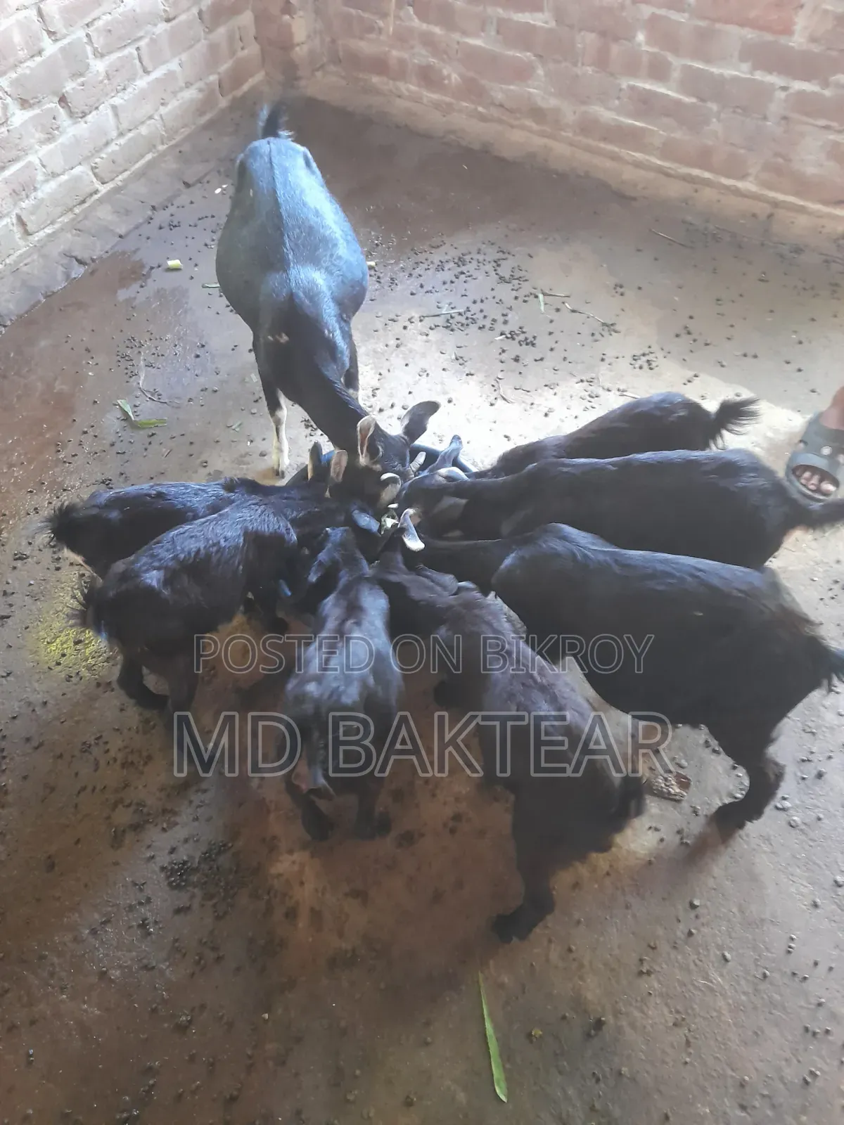 2 male goat kids and mother goat for sale.