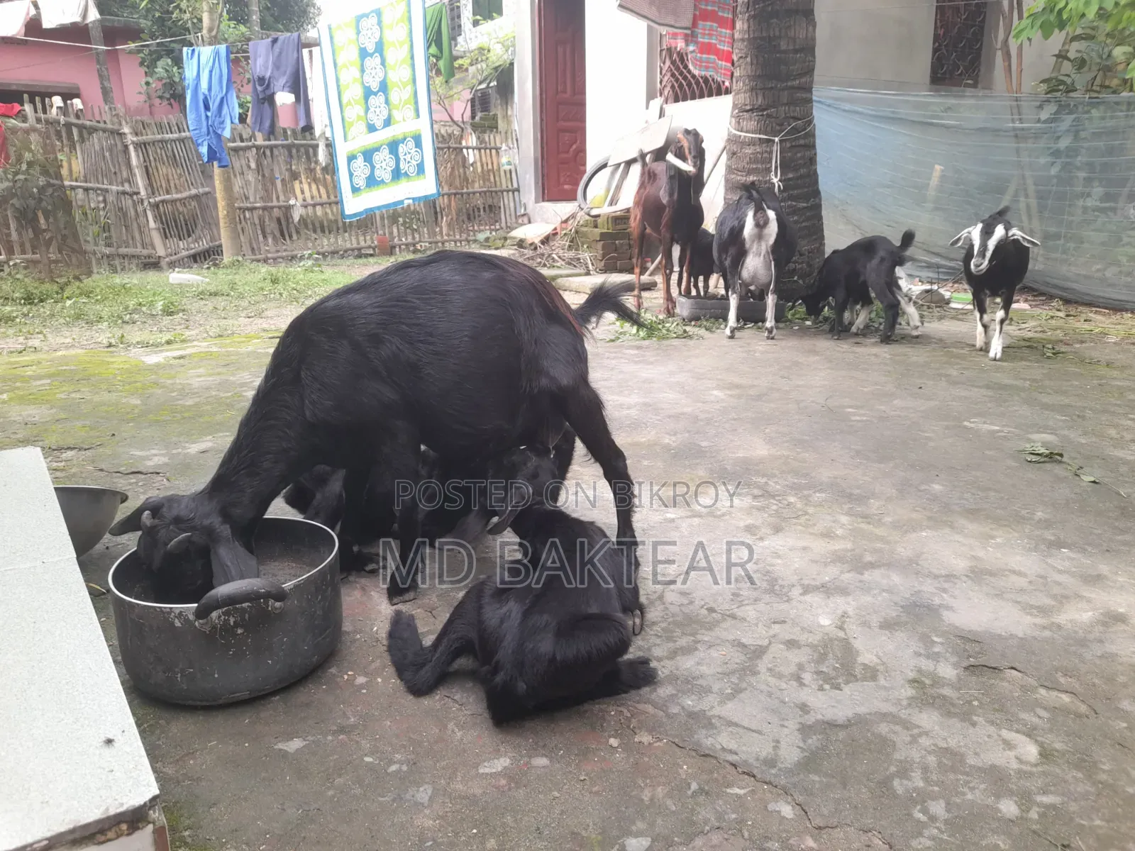 2 male goat kids and mother goat for sale.