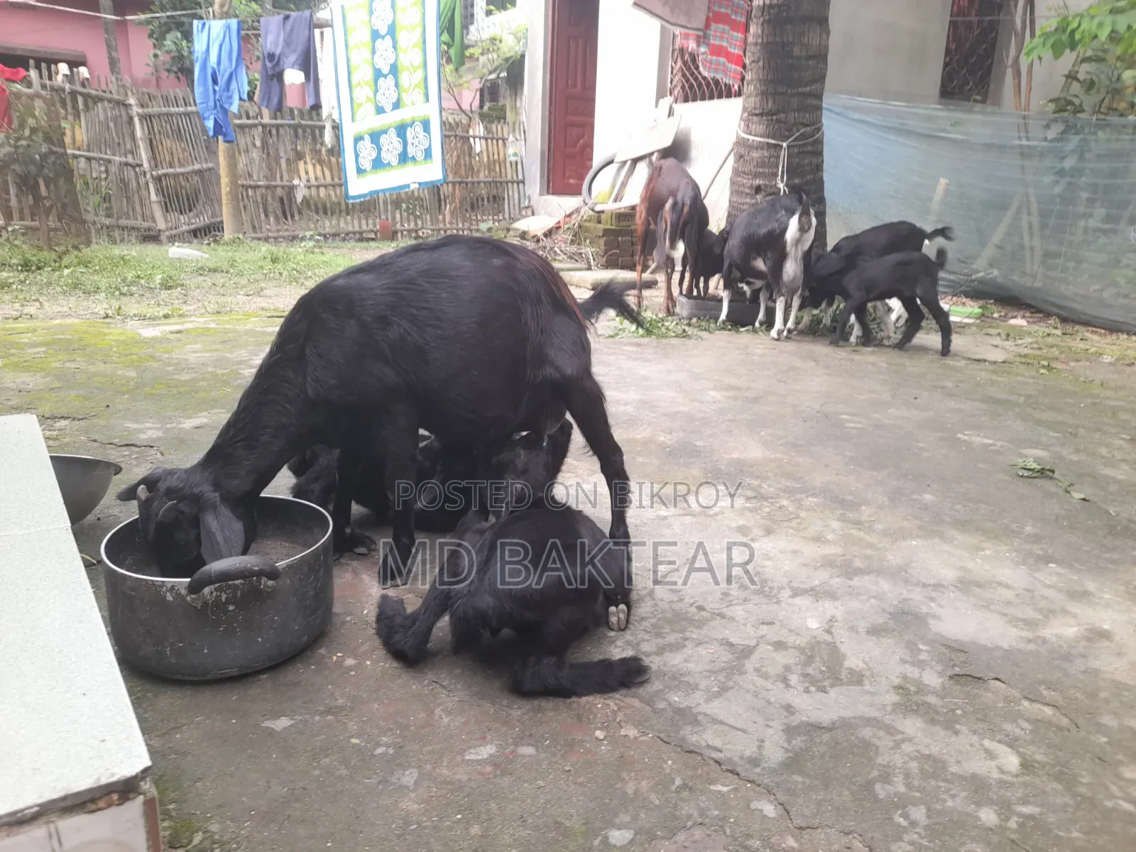 2 male goat kids and mother goat for sale.
