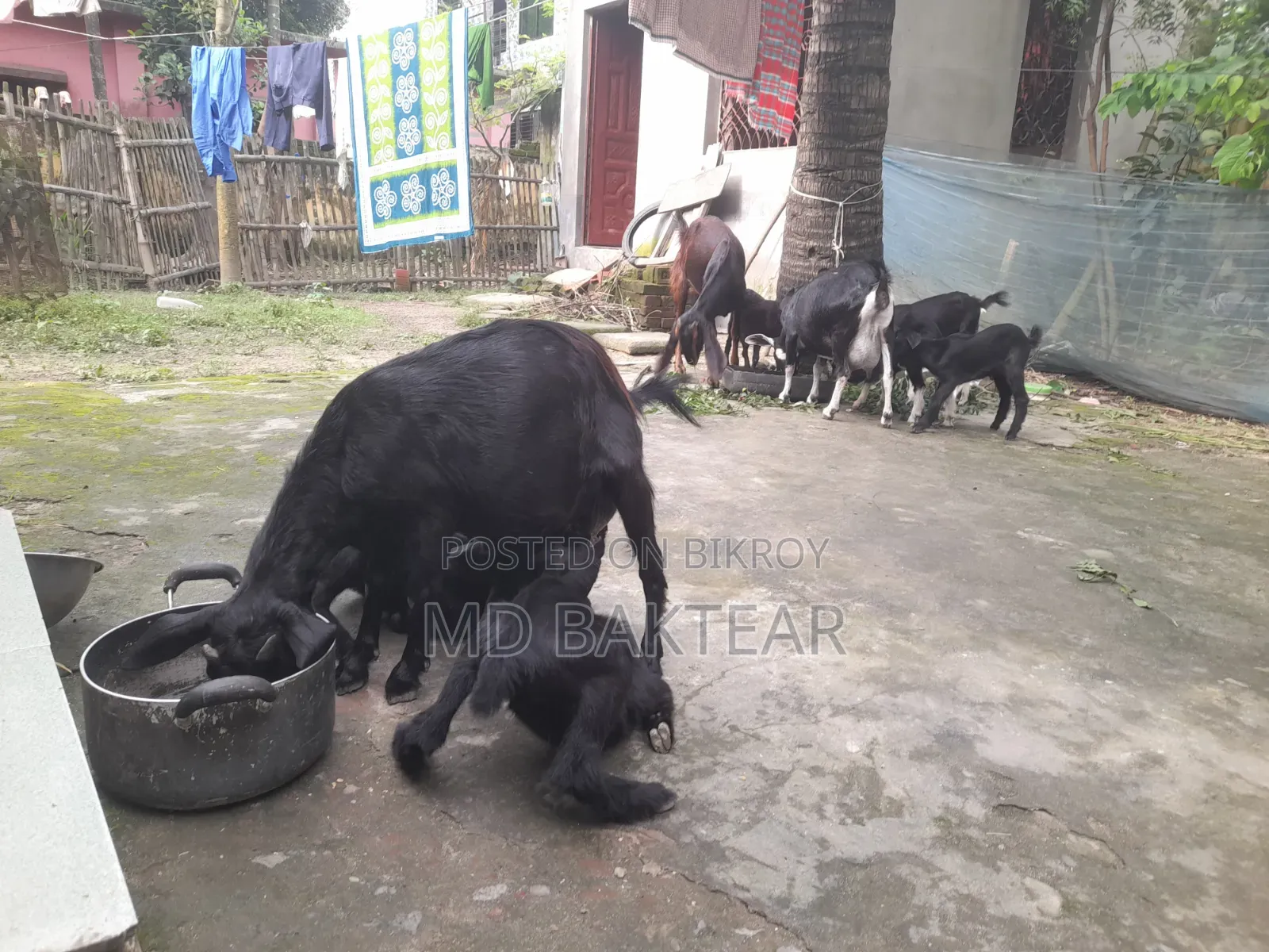 2 male goat kids and mother goat for sale.
