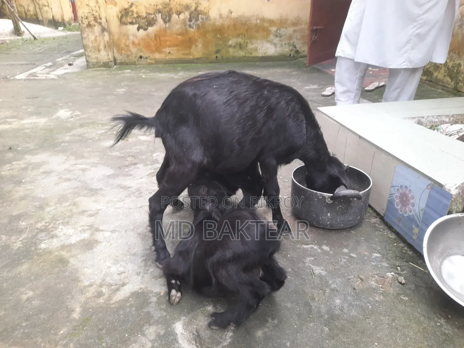 2 male goat kids and mother goat for sale.
