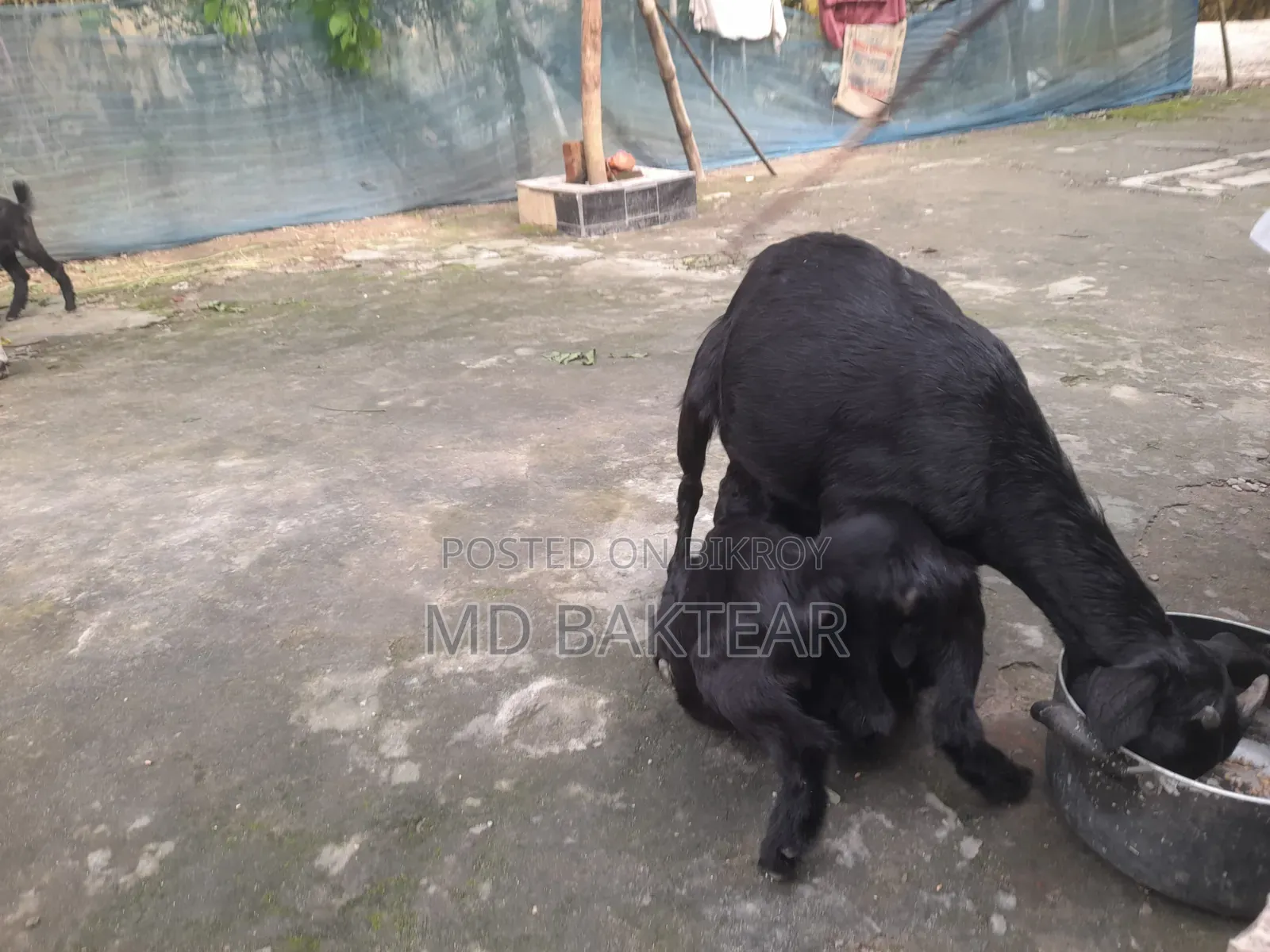 2 male goat kids and mother goat for sale.