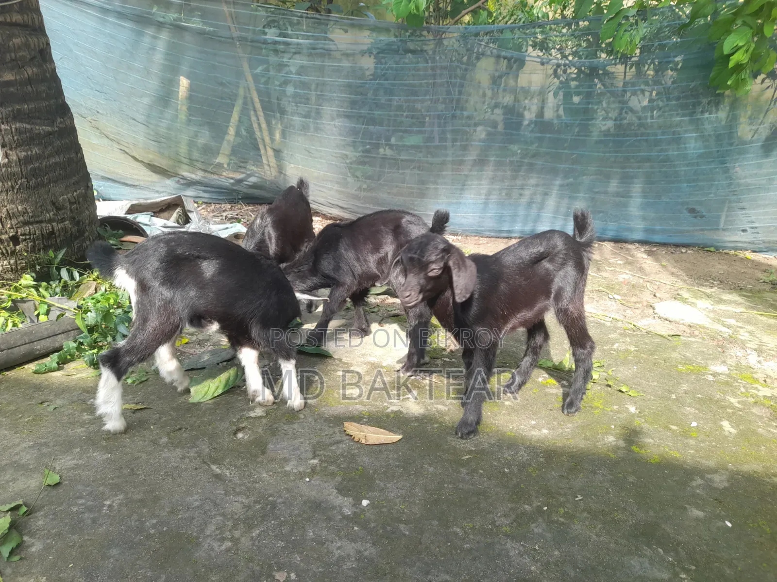 2 male goat kids and mother goat for sale.