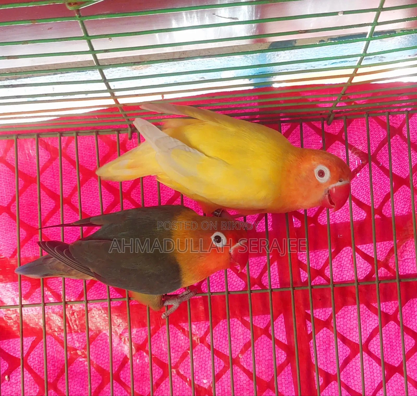 1 Pair Running Lovebirds for Sale