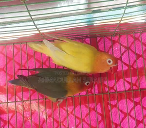 1 Pair Running Lovebirds for Sale