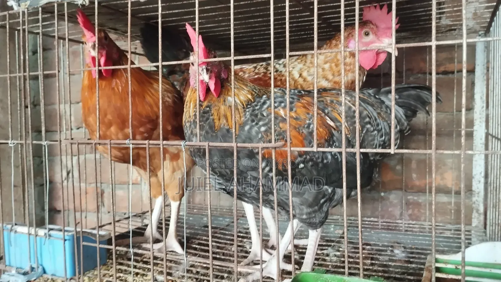 Deshi Rooster