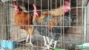 Deshi Rooster