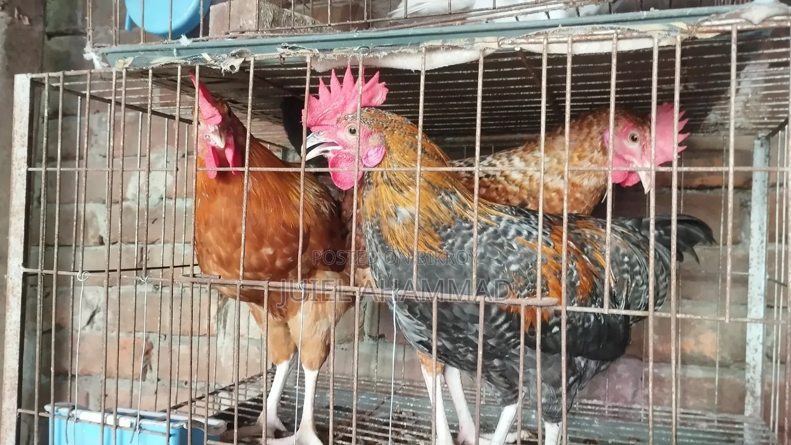 Deshi Rooster