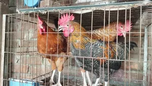 Deshi Rooster