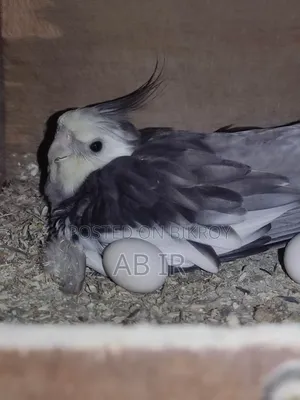 Running Cockatiel