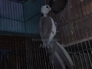 Running Cockatiel