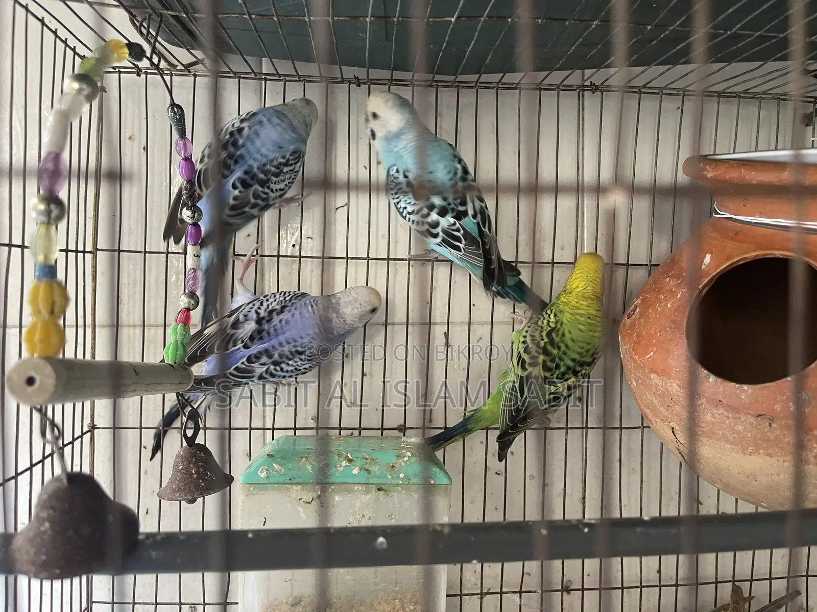 Budgies for Sell