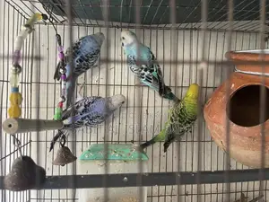 Budgies for Sell