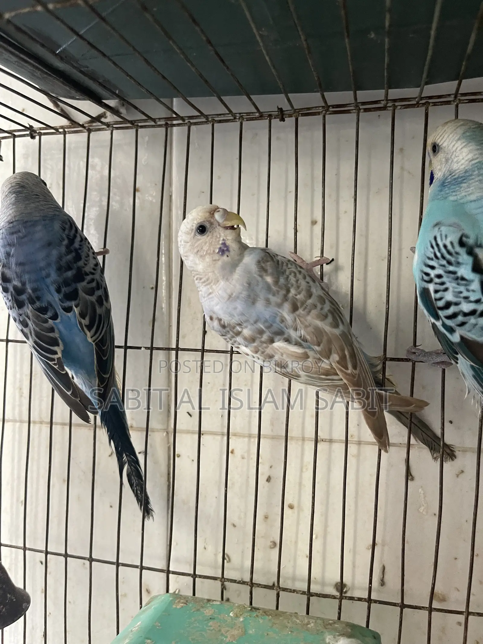 Budgies for Sell