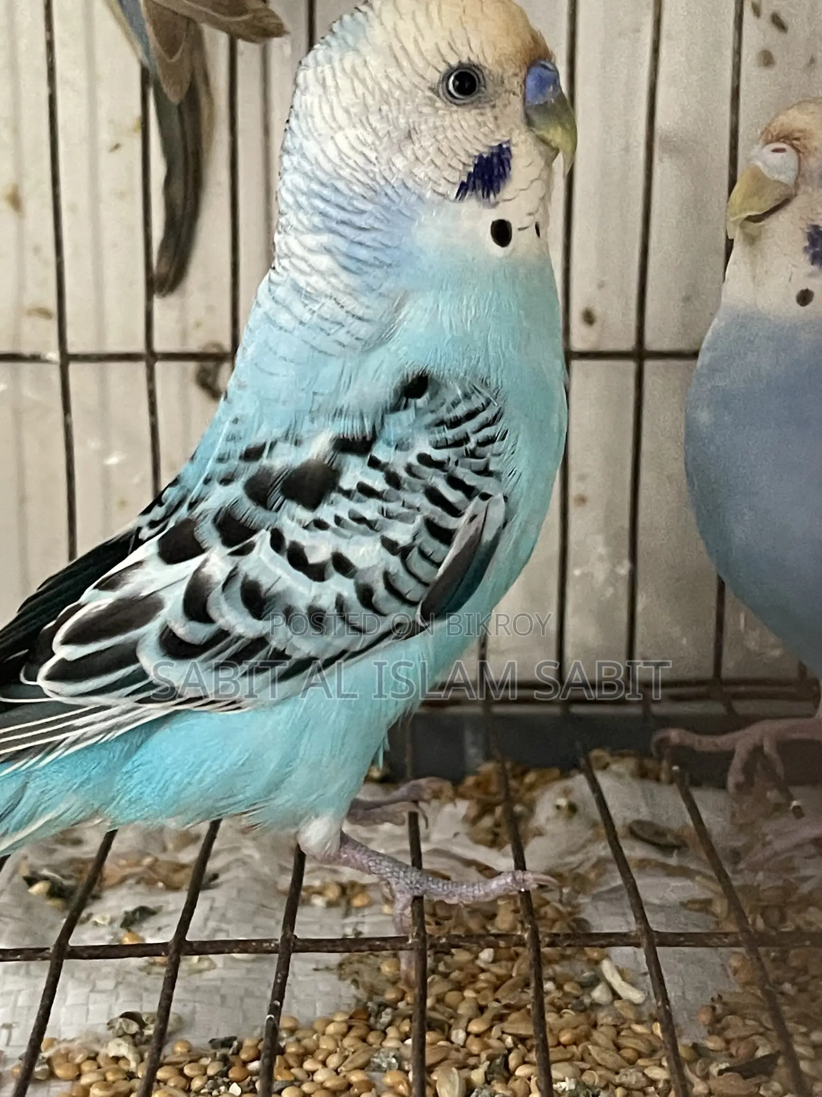 Budgies for Sell