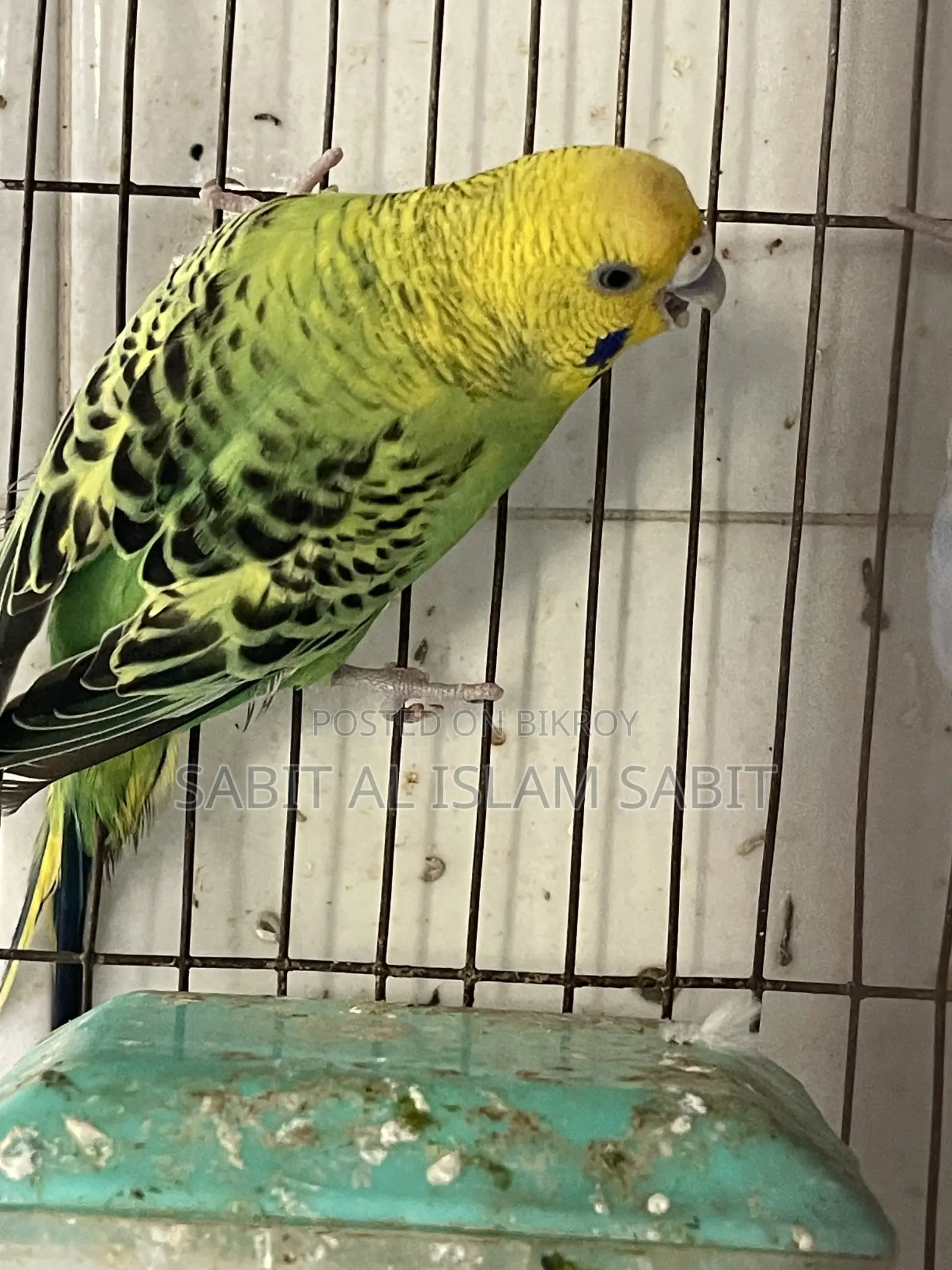 Budgies for Sell