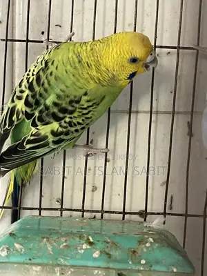 Budgies for Sell