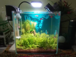 Planted Tank Aquarium