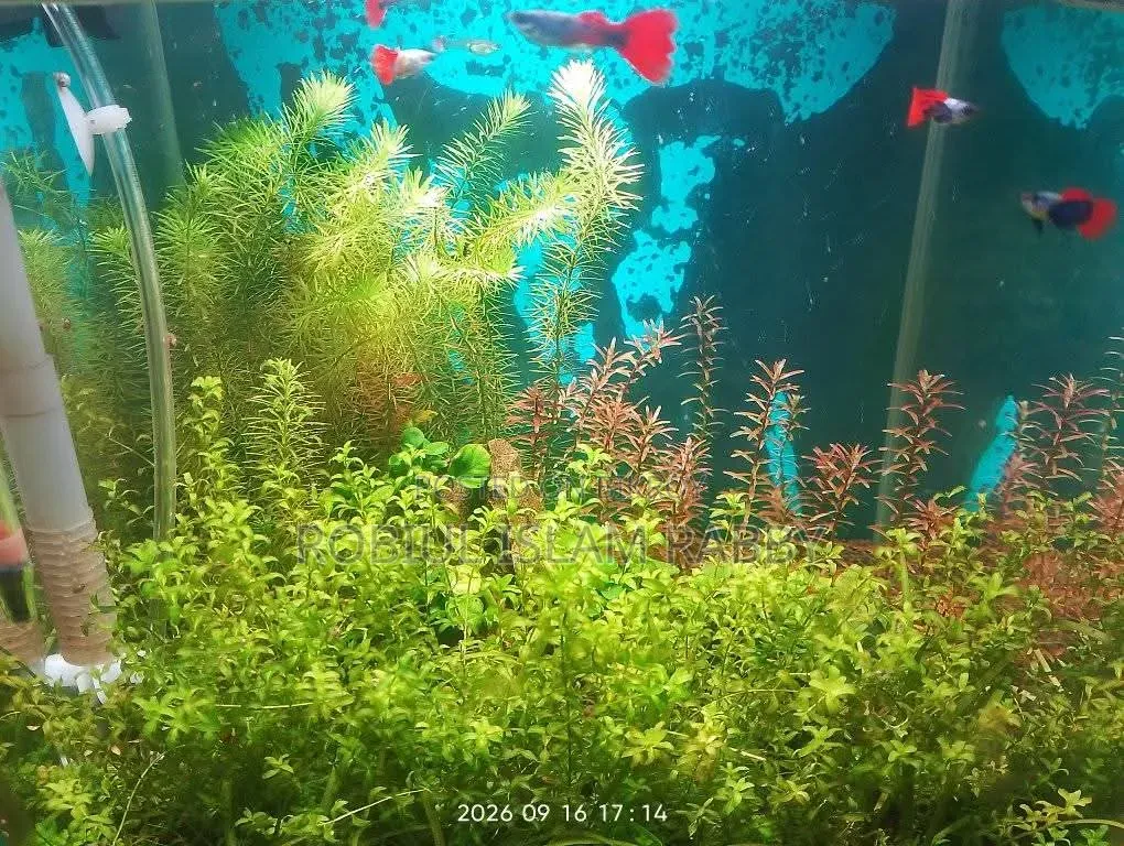 Planted Tank Aquarium