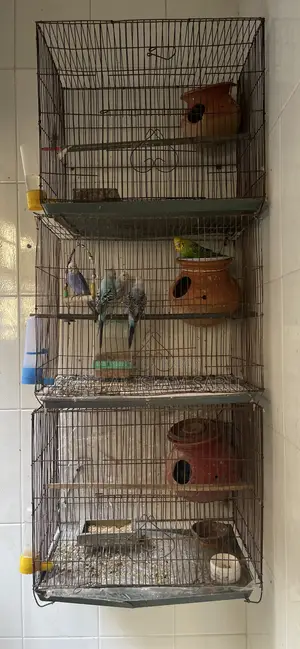 Bird Cage for Sell