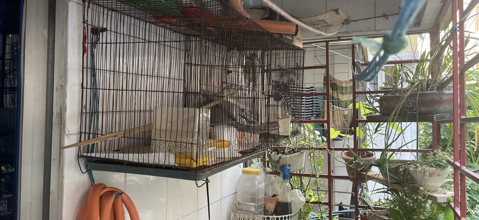 Bird Cage for Sell