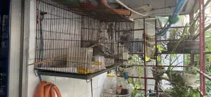 Bird Cage for Sell