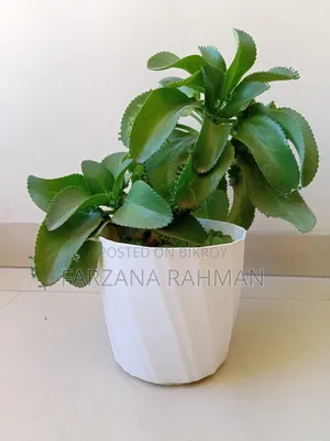 Home Plant