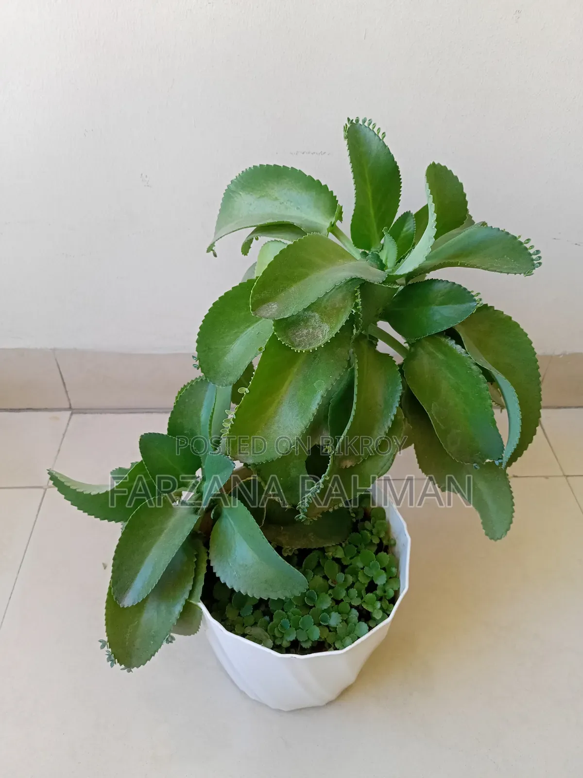 ইনডোর প্ল্যান্ট