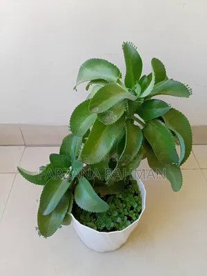 ইনডোর প্ল্যান্ট