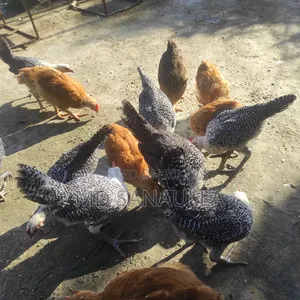 Fayoumi Chicken