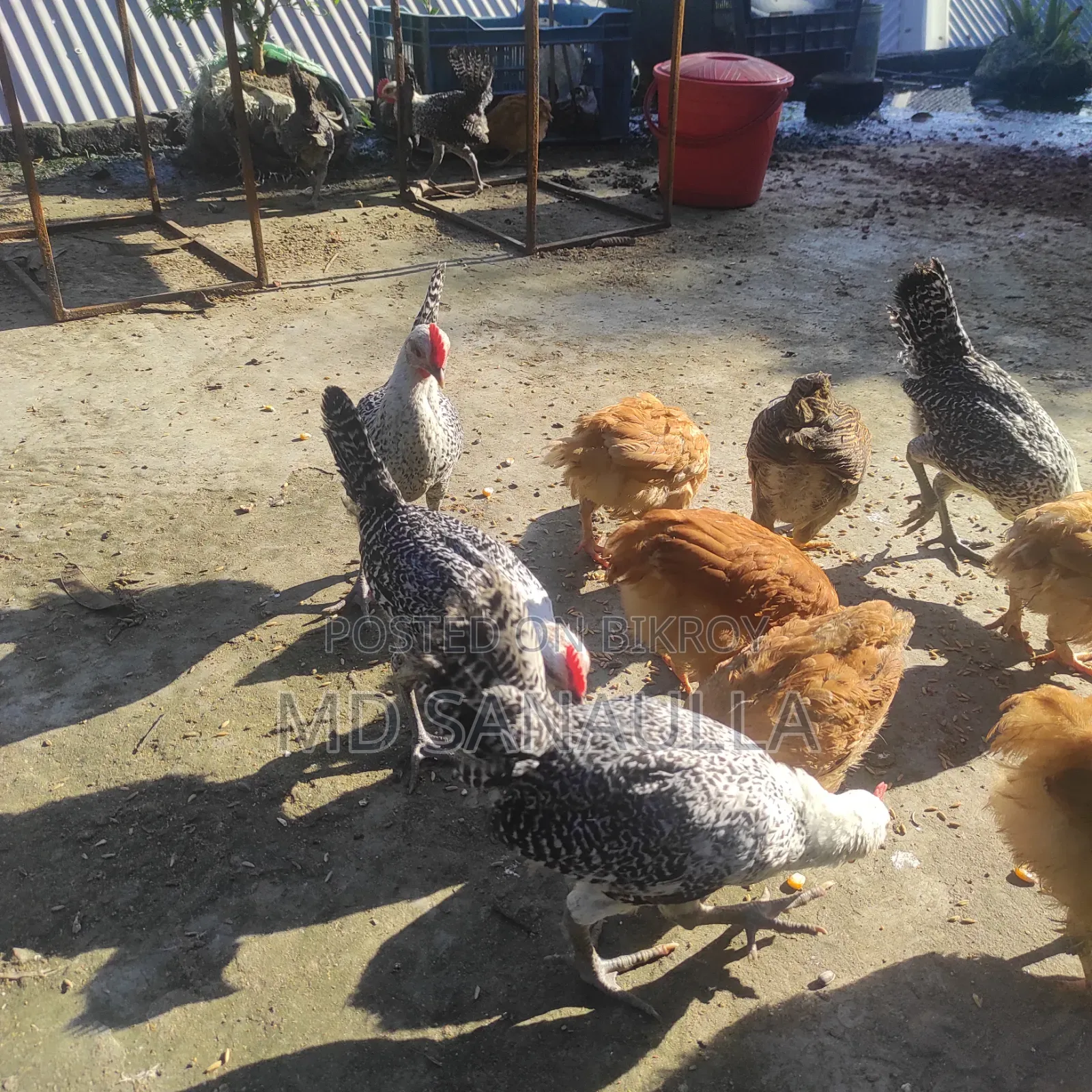 Fayoumi Chicken