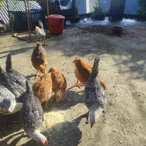 Fayoumi Chicken