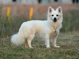 1+ year Female Purebred Japanese Spitz