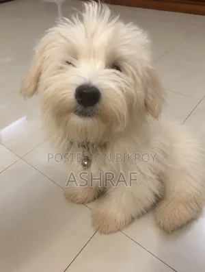 1-3 Months Male Purebred Lhasa Apso