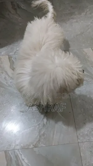 ১-৩ মাসের মেল পিওরব্রেড লসা আপসো