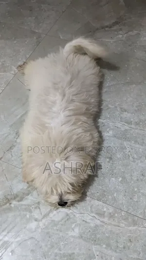 ১-৩ মাসের মেল পিওরব্রেড লসা আপসো