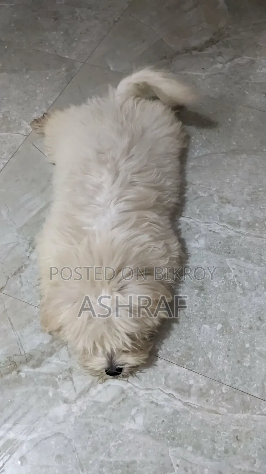 ১-৩ মাসের মেল পিওরব্রেড লসা আপসো