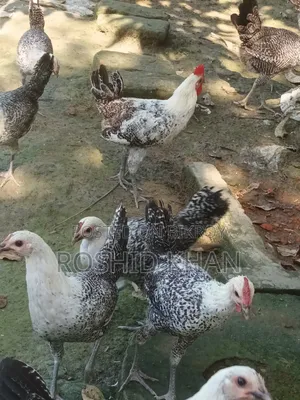 Egyptian Fayoumi Chicken