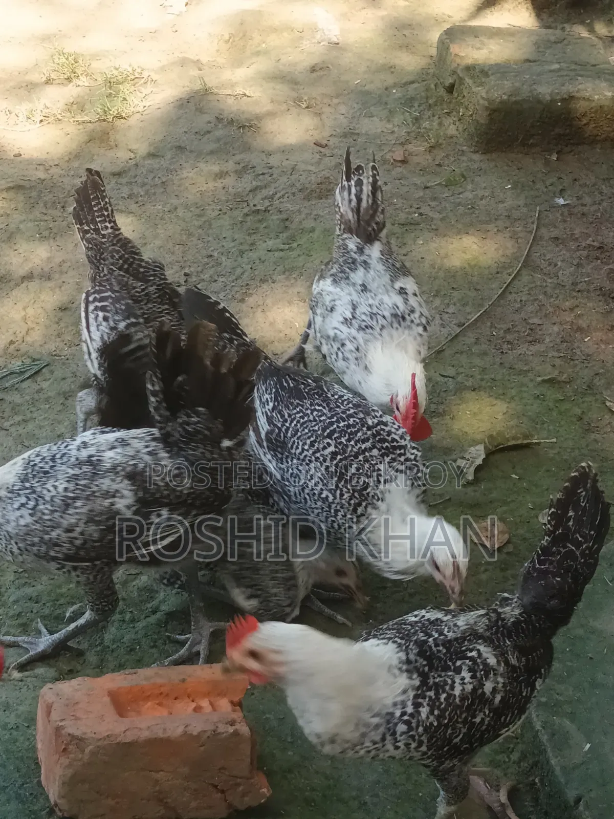 Egyptian Fayoumi Chicken