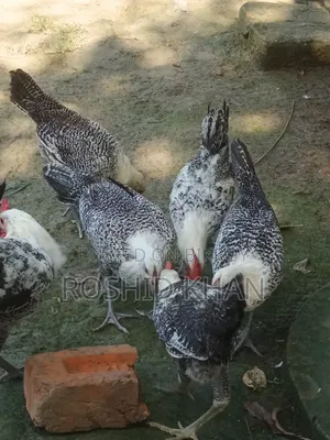 Egyptian Fayoumi Chicken