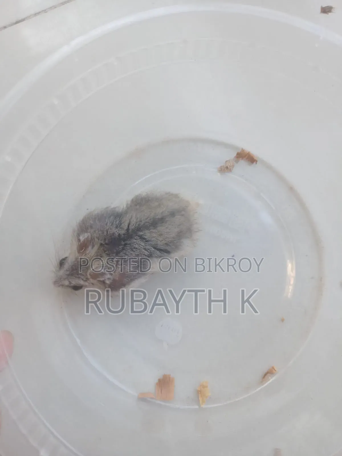 Tiger Winter White Tame Size Baby