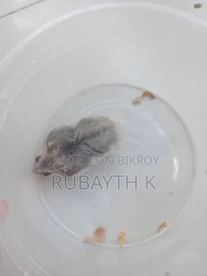 Tiger Winter White Tame Size Baby
