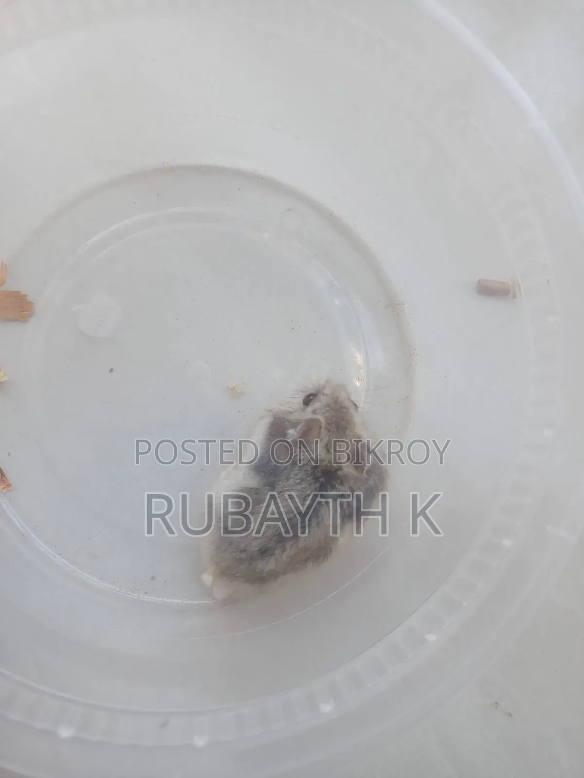 Tiger Winter White Tame Size Baby