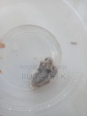 Tiger Winter White Tame Size Baby
