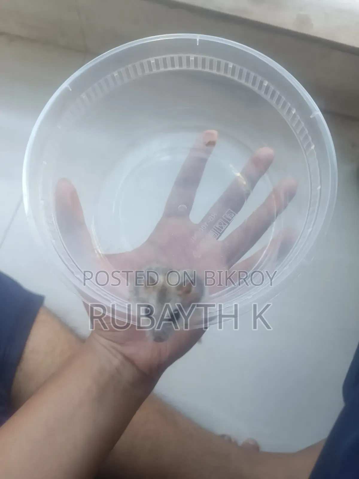 Tiger Winter White Tame Size Baby