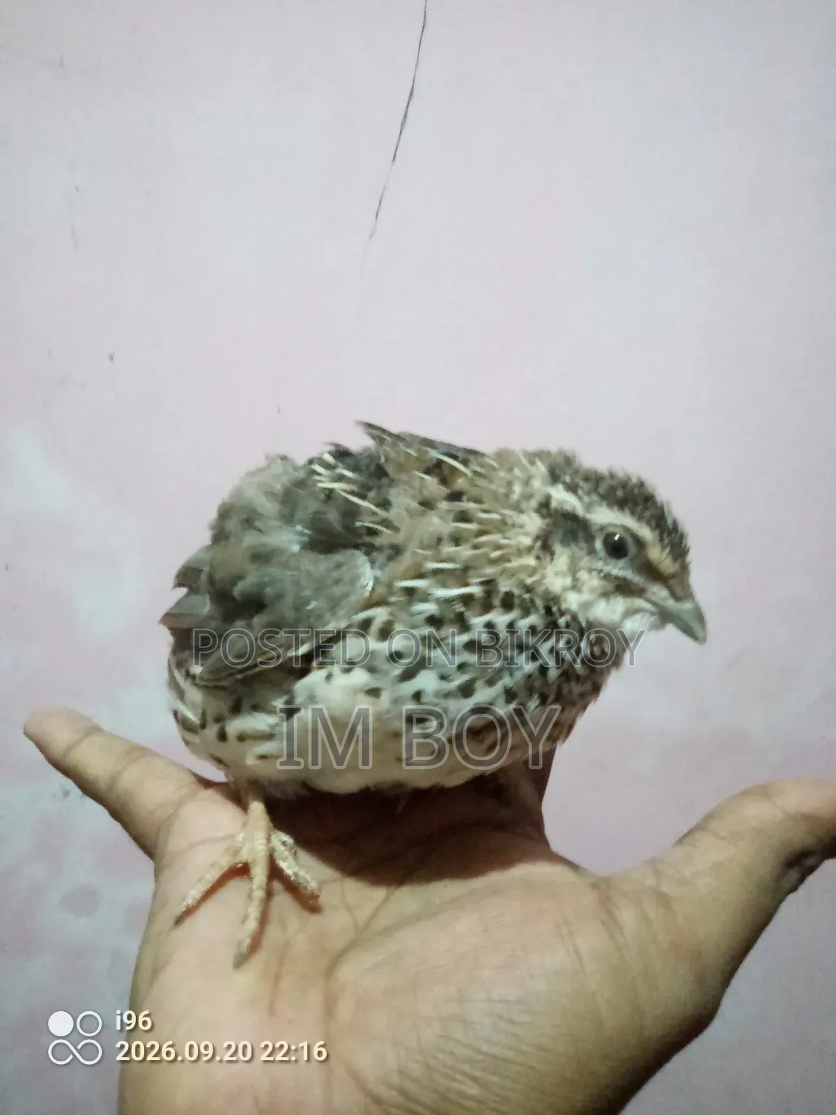 Japanese Quail Bird