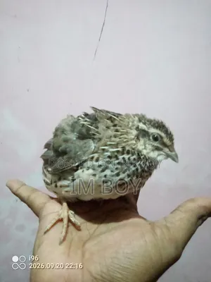 Japanese Quail Bird