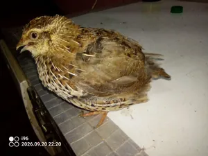 Japanese Quail Bird
