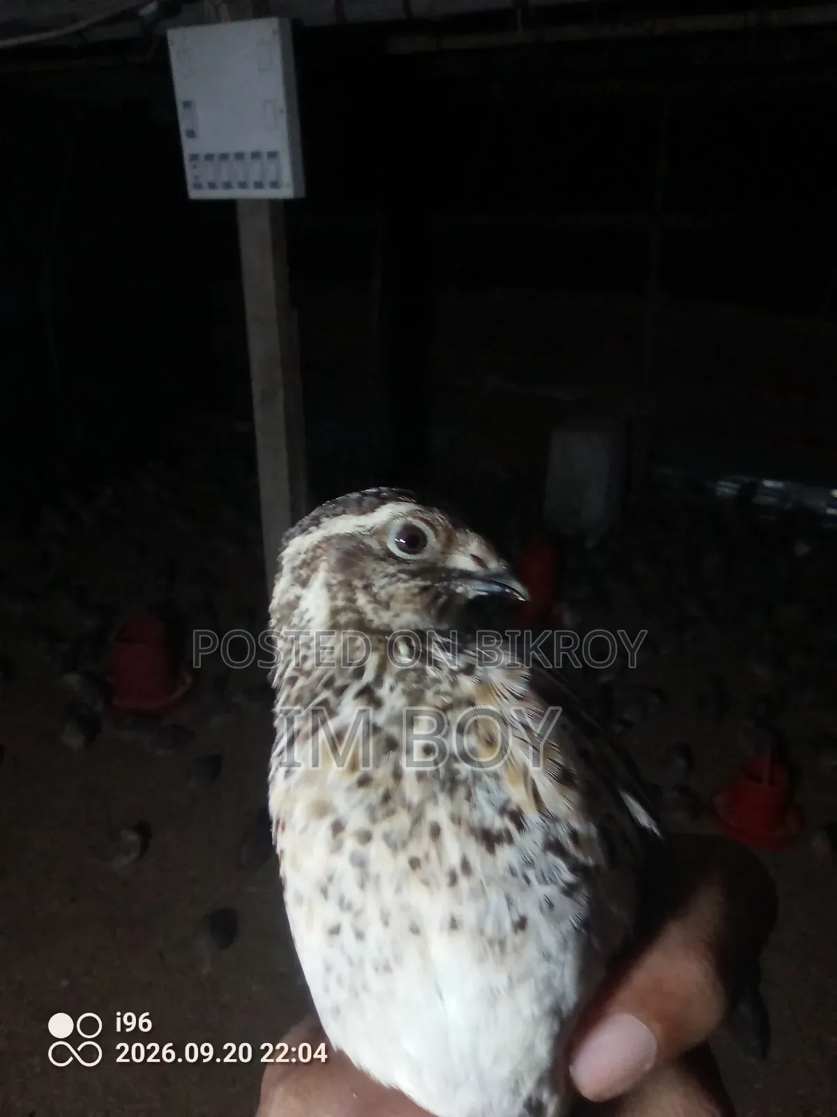 Japanese Quail Bird