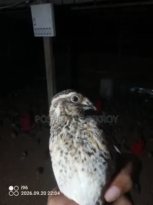 Japanese Quail Bird